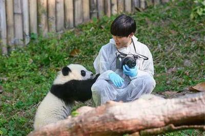 饲养员将熊猫宝宝当“桌垫”,下一秒熊猫的反应,大家忍住别笑