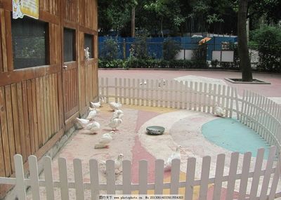 广州动物园饲养白鸽